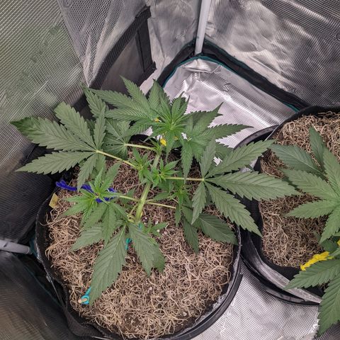Cousin It growlog timeline photo