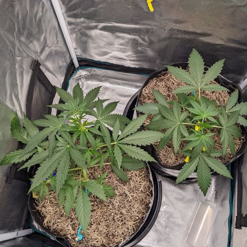 Cousin It growlog timeline photo