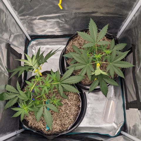 Cousin It growlog timeline photo