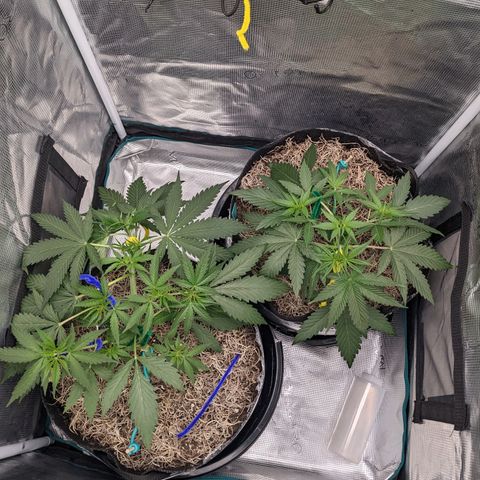 Cousin It growlog timeline photo