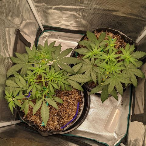 Cousin It growlog timeline photo