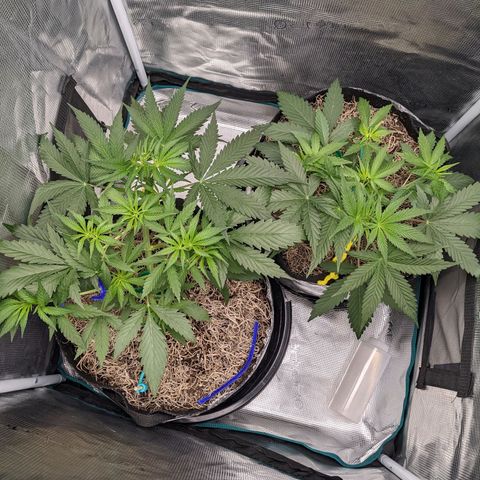 Cousin It growlog timeline photo