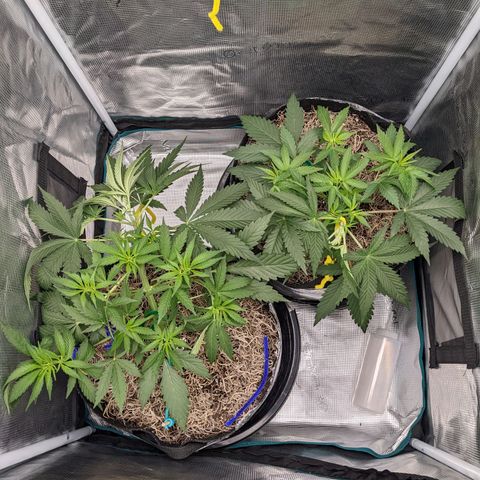 Cousin It growlog timeline photo
