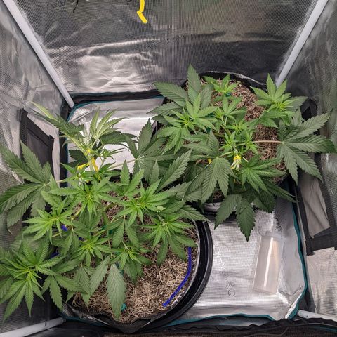 Cousin It growlog timeline photo