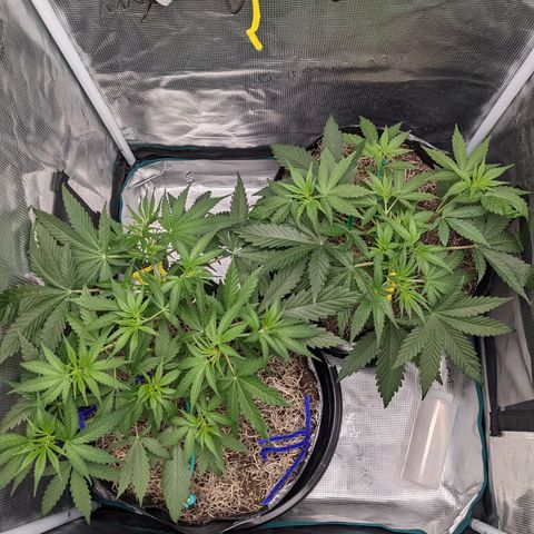 Cousin It growlog timeline photo