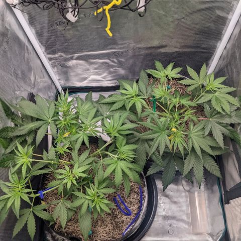 Cousin It growlog timeline photo