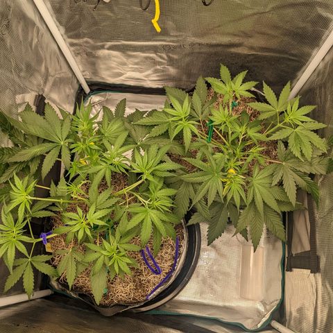 Cousin It growlog timeline photo