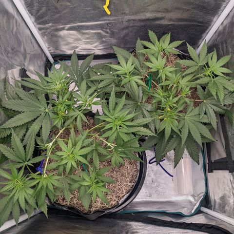 Cousin It growlog timeline photo