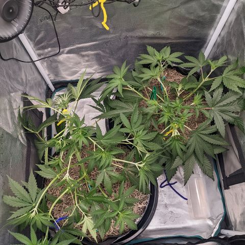 Cousin It growlog timeline photo