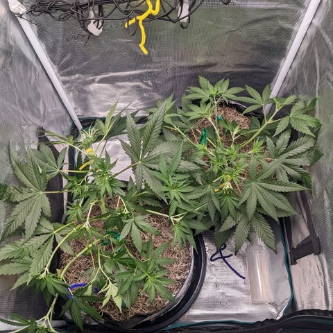Cousin It growlog timeline photo