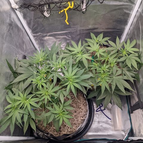 Cousin It growlog timeline photo