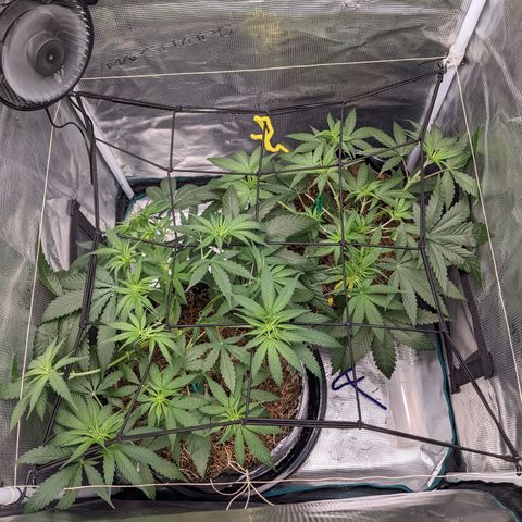 Cousin It growlog timeline photo