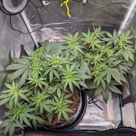 Cousin It growlog timeline photo