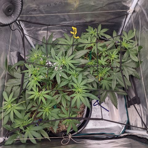Cousin It growlog timeline photo