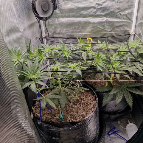 Cousin It growlog timeline photo