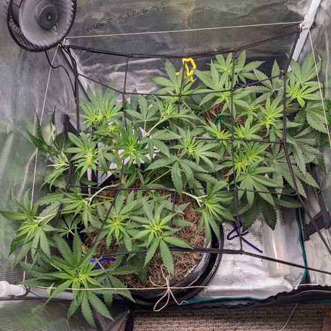 Cousin It growlog timeline photo