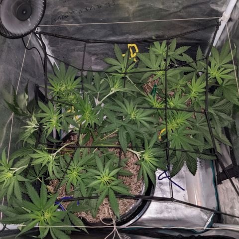 Cousin It growlog timeline photo