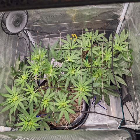Cousin It growlog timeline photo