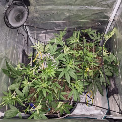 Cousin It growlog timeline photo