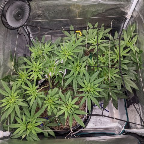 Cousin It growlog timeline photo