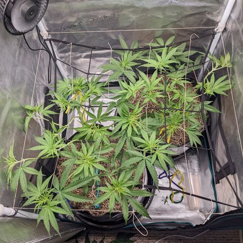 Cousin It growlog timeline photo