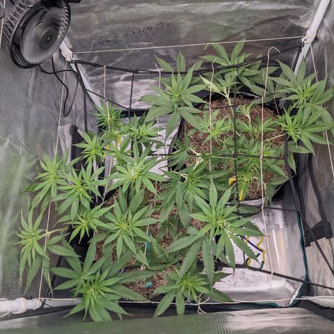 Cousin It growlog timeline photo