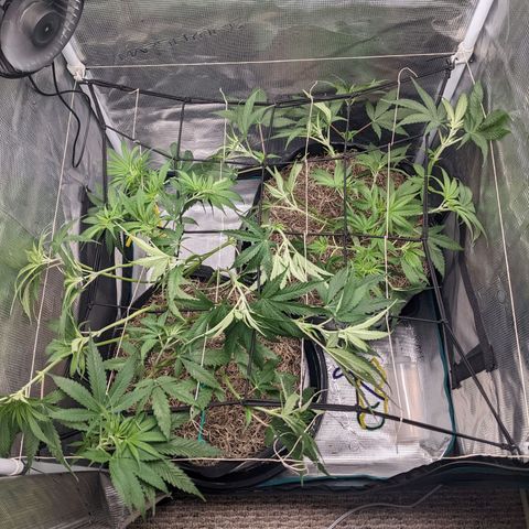 Cousin It growlog timeline photo