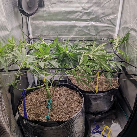 Cousin It growlog timeline photo