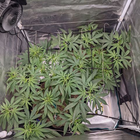 Cousin It growlog timeline photo