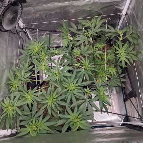 Cousin It growlog timeline photo