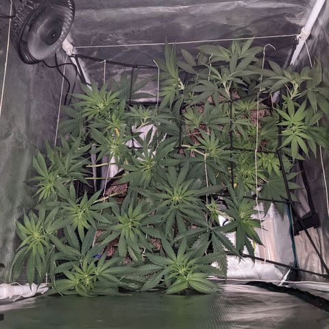 Cousin It growlog timeline photo