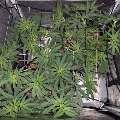 Cousin It growlog timeline photo