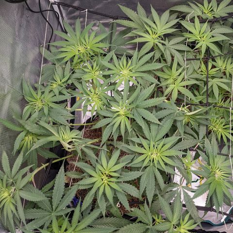 Cousin It growlog timeline photo