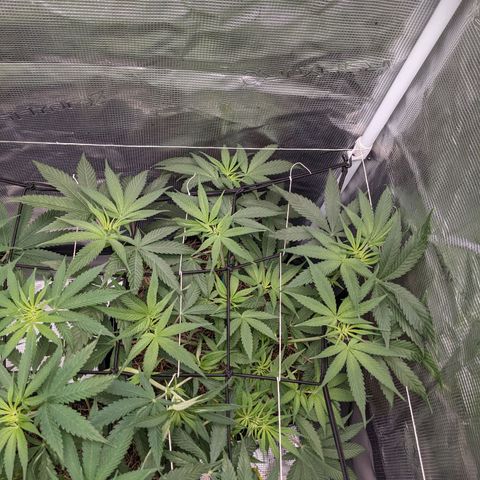 Cousin It growlog timeline photo
