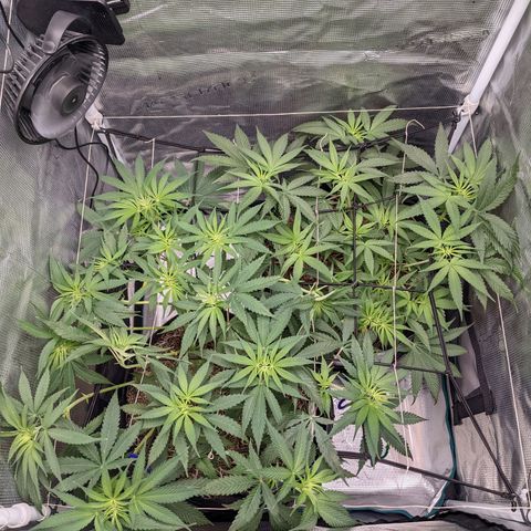 Cousin It growlog timeline photo