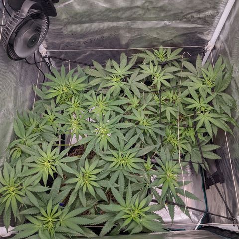 Cousin It growlog timeline photo