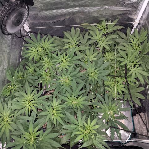 Cousin It growlog timeline photo