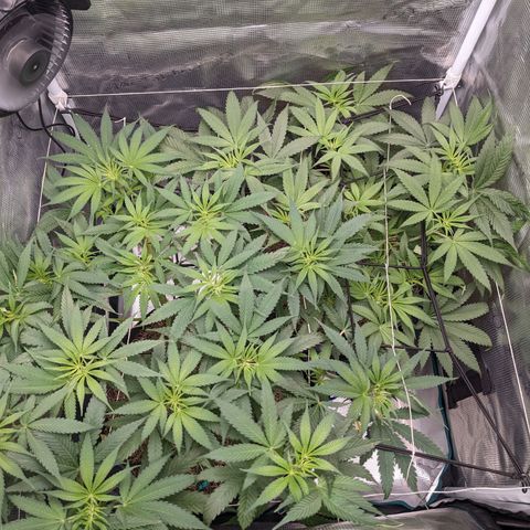 Cousin It growlog timeline photo