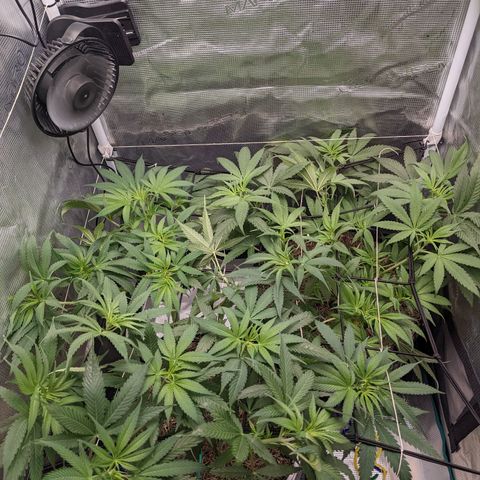 Cousin It growlog timeline photo