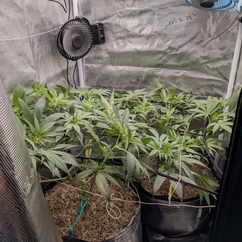 Cousin It growlog timeline photo