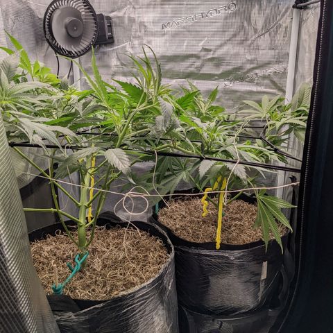 Cousin It growlog timeline photo