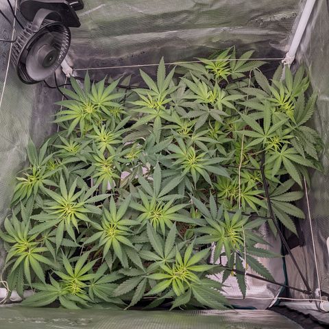 Cousin It growlog timeline photo