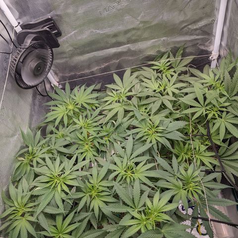 Cousin It growlog timeline photo