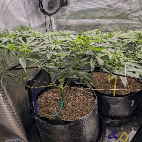 Cousin It growlog timeline photo