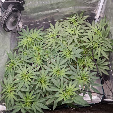 Cousin It growlog timeline photo