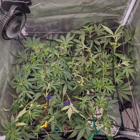 Cousin It growlog timeline photo