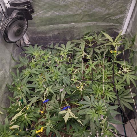 Cousin It growlog timeline photo