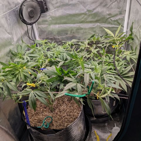 Cousin It growlog timeline photo