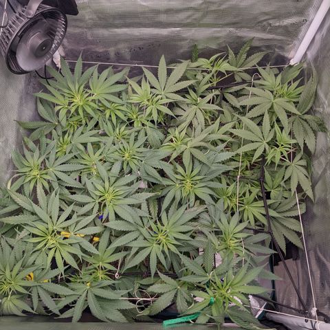 Cousin It growlog timeline photo