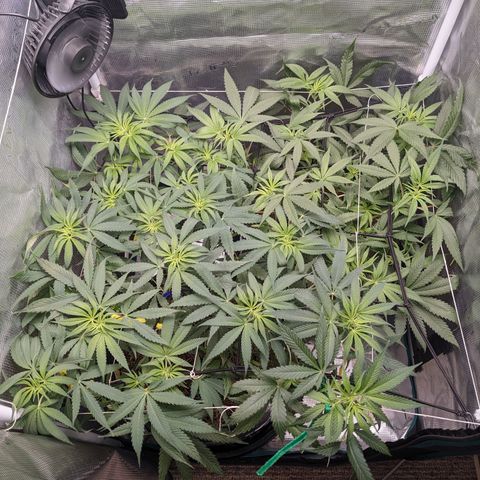 Cousin It growlog timeline photo